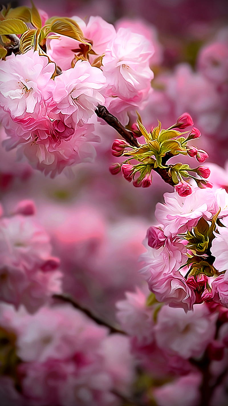 Spring Flowers, HD phone wallpaper
