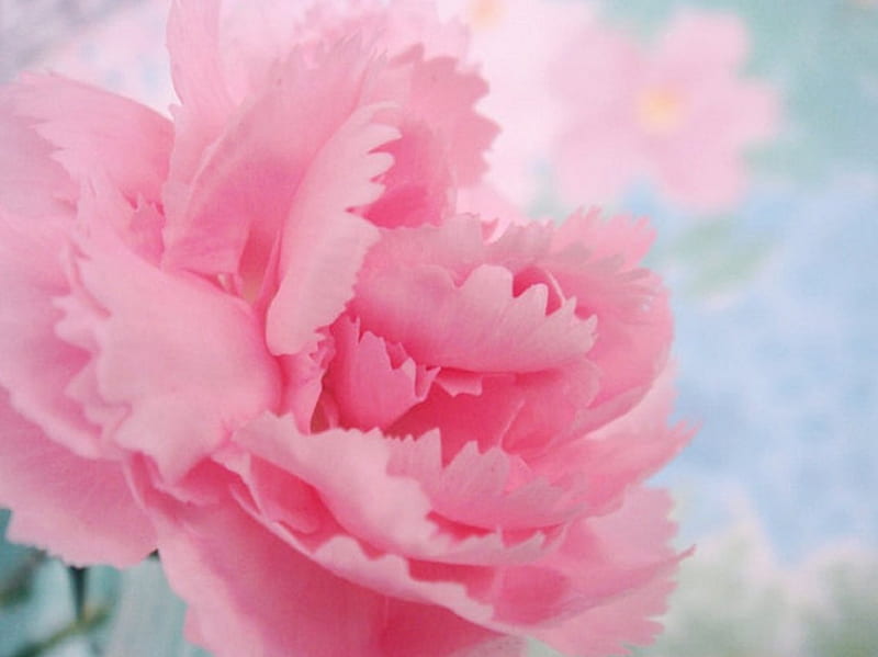 Rose or carnation, rose, flower, carnation, pink, Nature, HD wallpaper