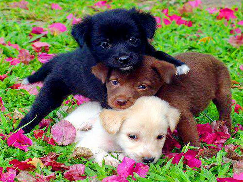 Choices, gold, puppies, brown, grass, flowers, black, three, HD wallpaper