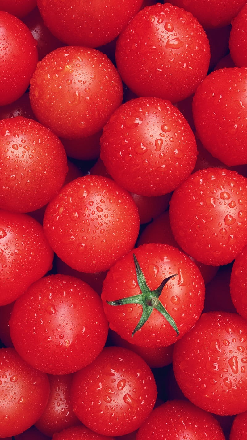 Tomatoes fresh, fruits, red, HD phone wallpaper