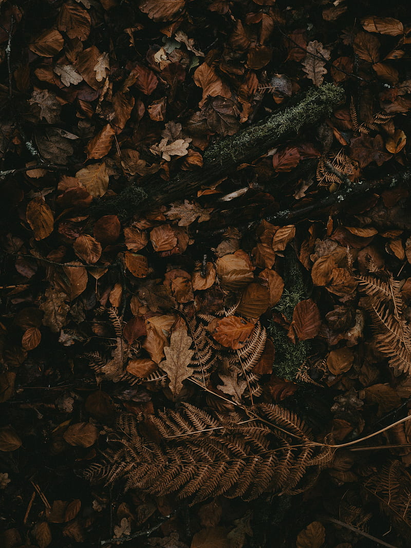 leaves, autumn, dry, HD phone wallpaper