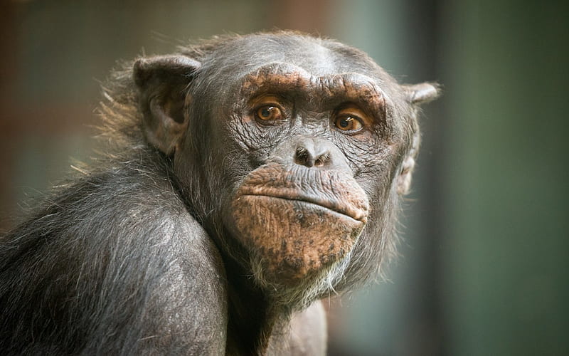 Chimpanzee, monkey, primate, wild, animal, HD wallpaper