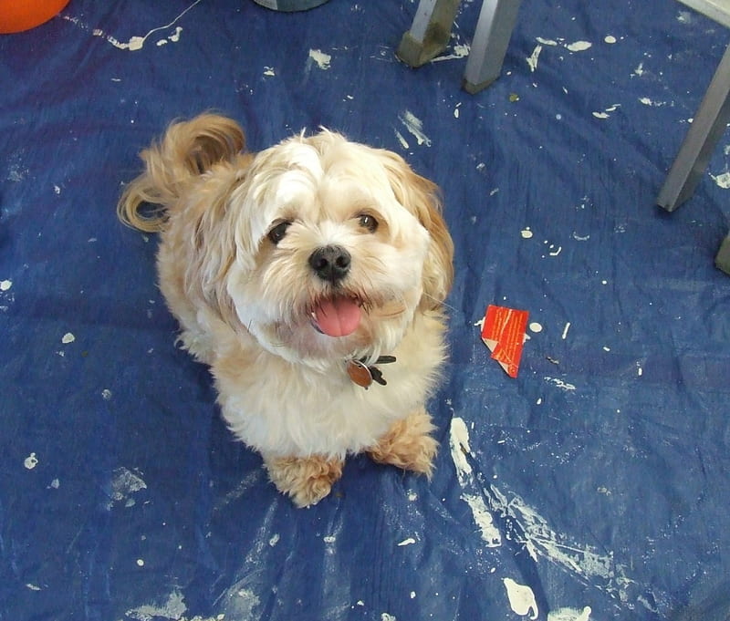 Hunter ready to make a mess while we paint, cute, Lhasa Apso, fun, loving, happy, dog, sweet, HD wallpaper