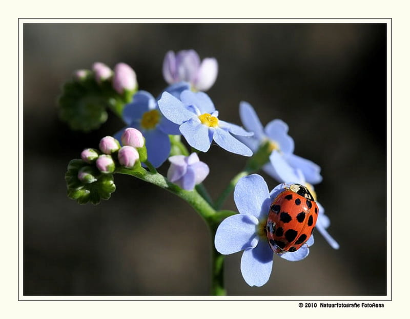 Ladybird on Flowers, flowers, beauty, nature, ladybird, animals, HD wallpaper