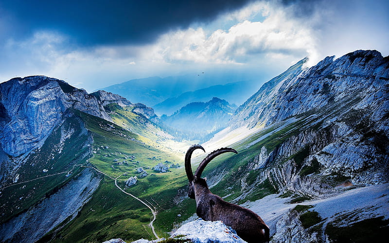 Mount pilatus, goat, valley, landscape, nature, sunlight, HD wallpaper