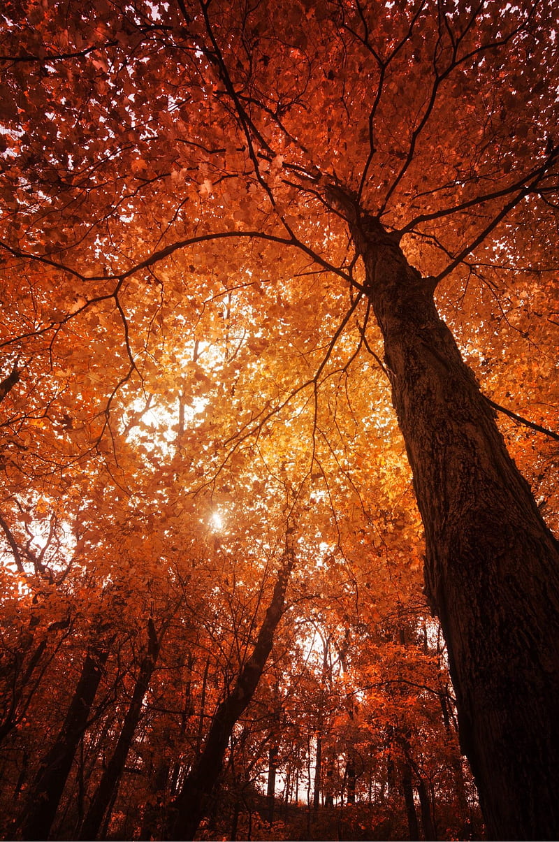 Autumn, bonito, fall, fall scenes, forest, hipster, scenes, sunset ...