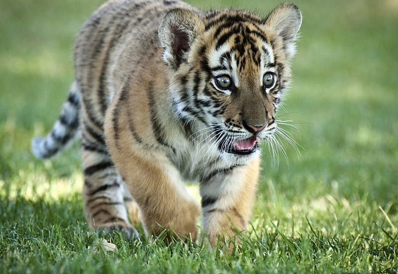 *** Tiger ***, dzikie, tygrys, zwierzeta, koty, HD wallpaper