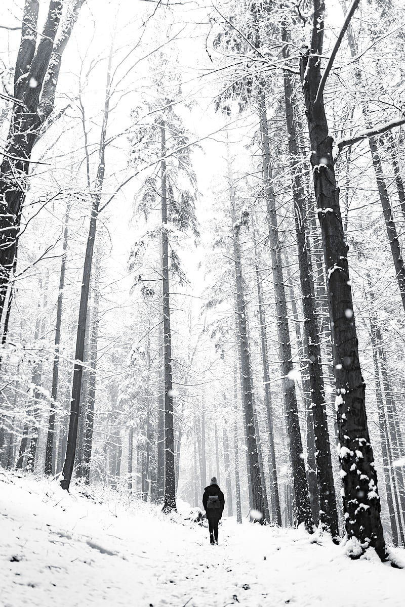 person in black jacket standing on snow covered ground in forest during daytime, HD phone wallpaper