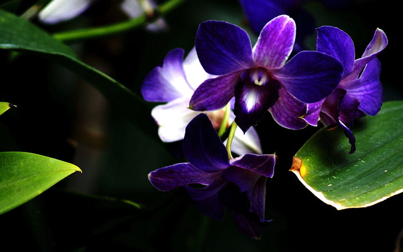 Purple orchid-Flower graphy, HD wallpaper