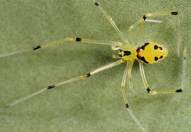 Theridion grallator, yellow, 8 legs, spider, happy face, HD wallpaper