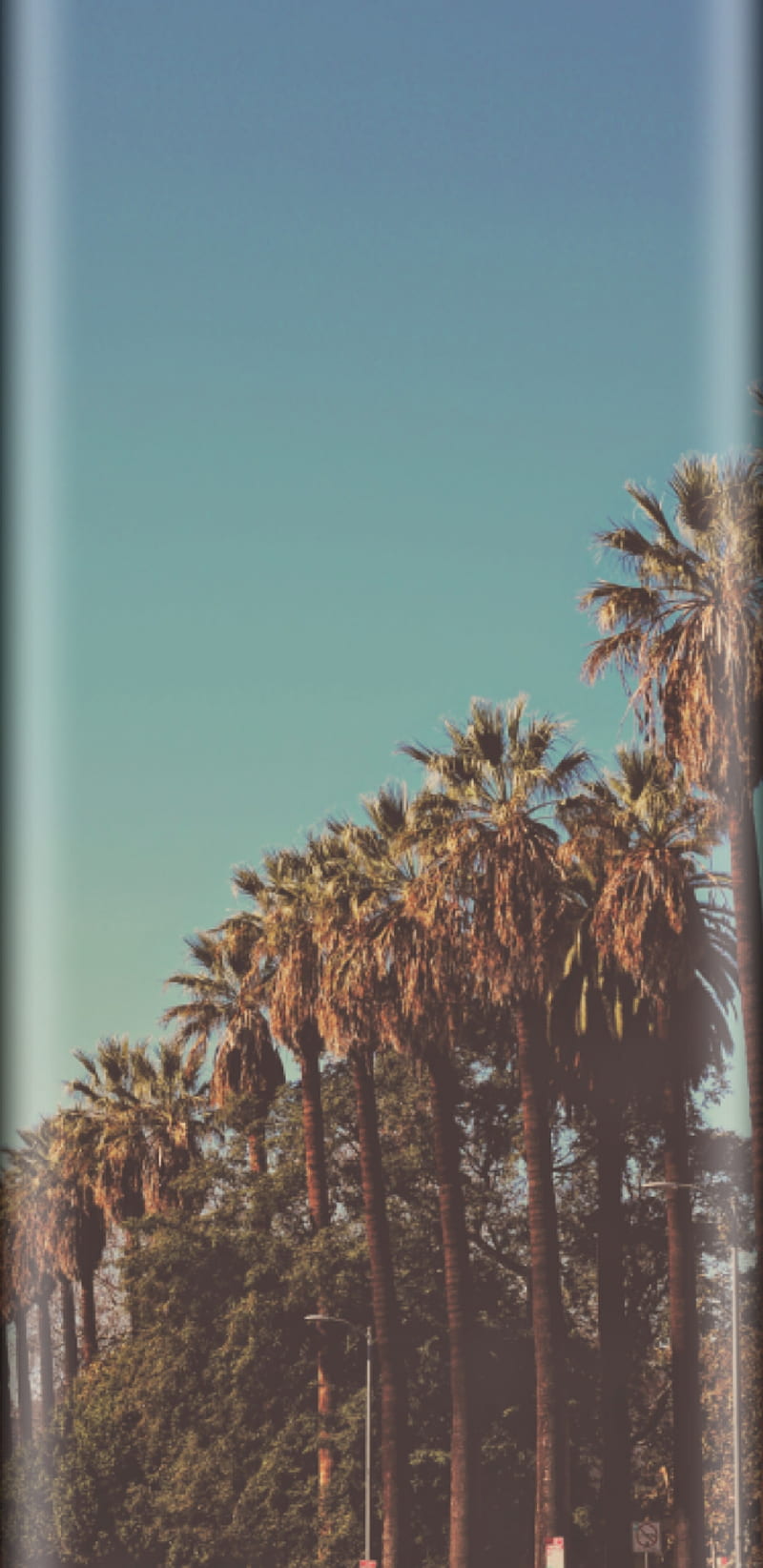 Palm tree, cool, huawei mate 30, iphone 11, iphone 11 pro, iphone x, note 10 plus, retro, HD phone wallpaper