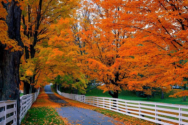 Autumn, forest, fall, woods, trees, leaves, autumn splendor, path, nature, road, HD wallpaper