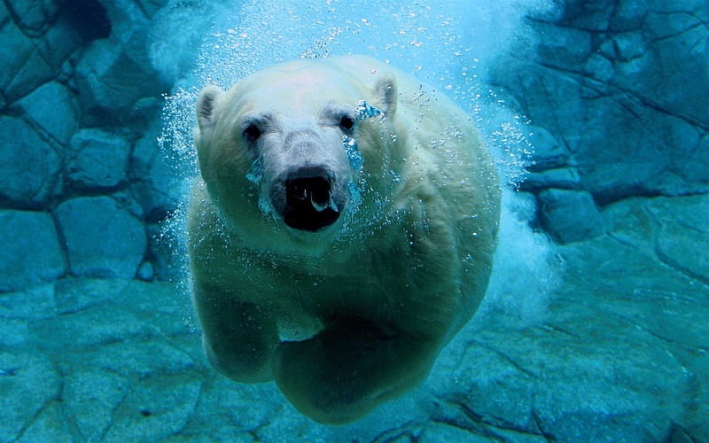 Under water, polar bear, bears, HD wallpaper | Peakpx