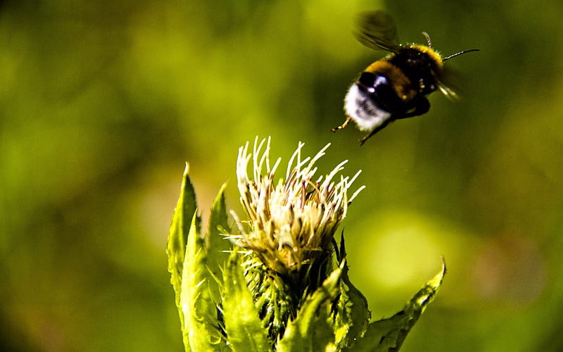 Flying Bumble Bee, Yellow, Black, Flying, Flowers, Bumble, Bee, HD wallpaper