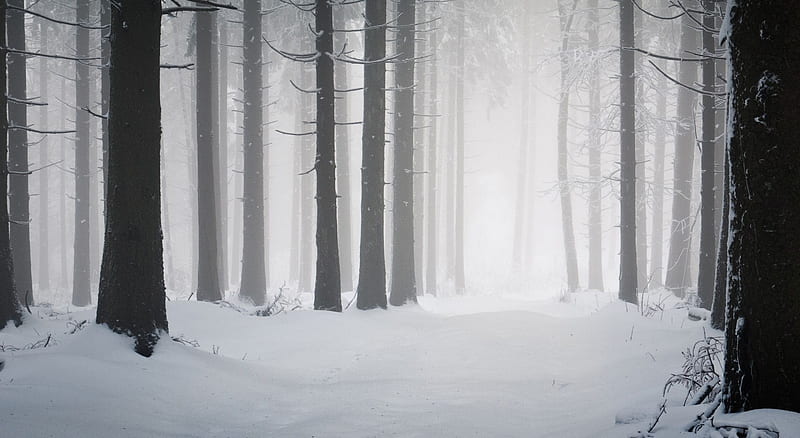 Dark winter forest, landscape, scene, winter, fog, mist, forest, foggy nature, misty, wood, HD wallpaper