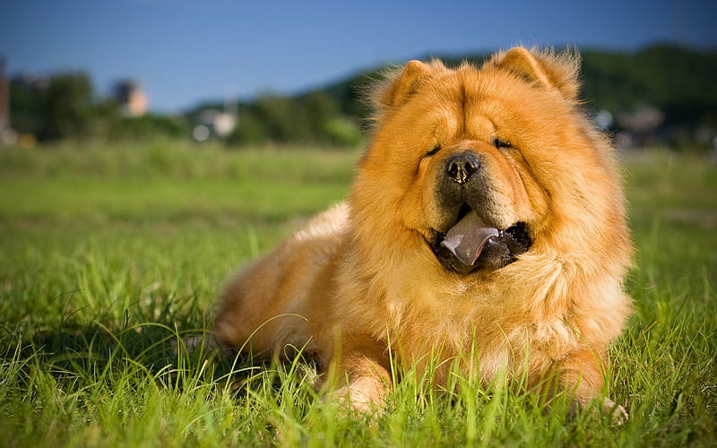 Chow Chow, lawn, furry dog, green grass, pets, cute dogs, dogs, Chow Chow Dog, HD wallpaper