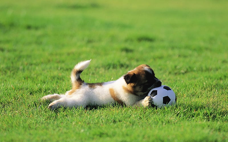Little puppy biting a ball-Lovely Puppies, HD wallpaper