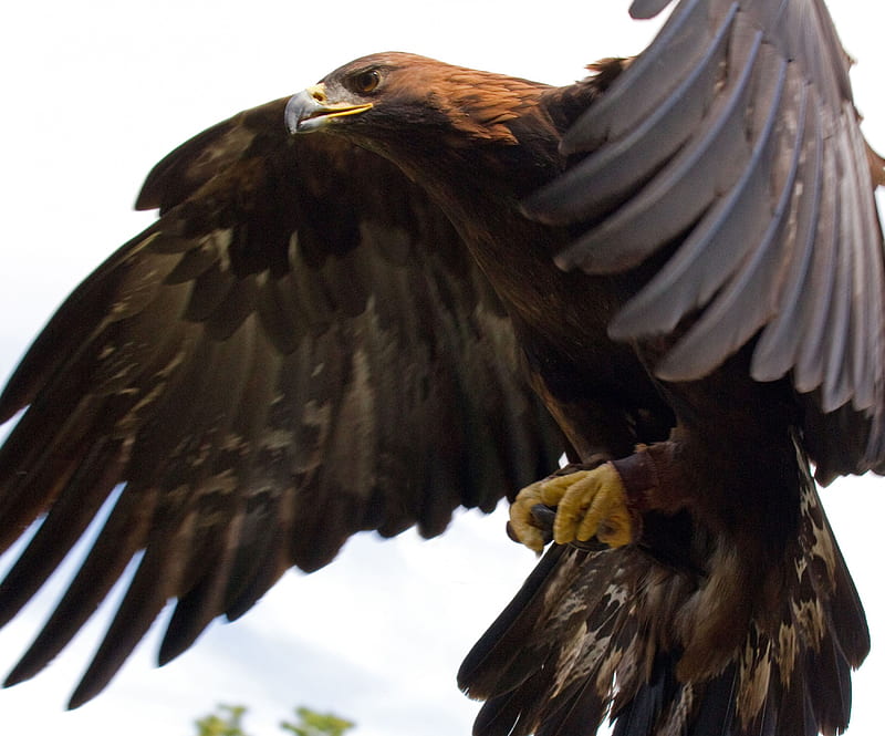 águila real, águila, pájaro, dorado, volador, Fondo de pantalla HD | Peakpx