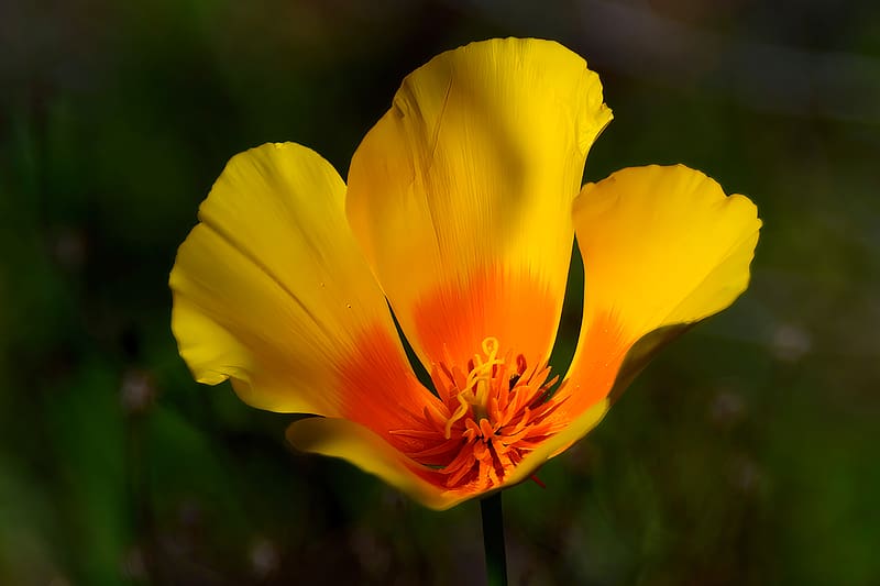 california poppy, flower, petals, macro, yellow, HD wallpaper