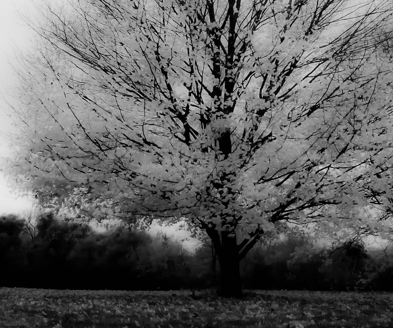 Absent, black, fall, landscape, nature, single, tree, white, HD wallpaper