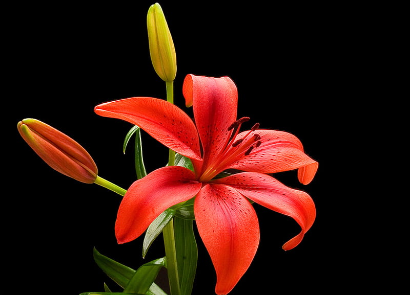 Lily, lilies, red, flowers, nature, HD wallpaper