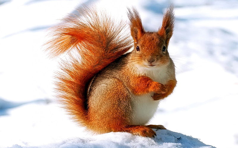 Squirrel, red tail, winter, animals, squrriel, HD wallpaper