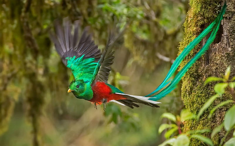 Resplendent quetzal, beautiful bird, rainforest, Costa Rica, South America, HD wallpaper