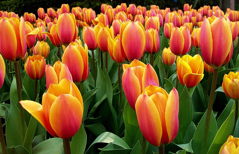 Tulips, orange flowers, orange, flower, flowers, orange tulips, tulip, flora, HD wallpaper