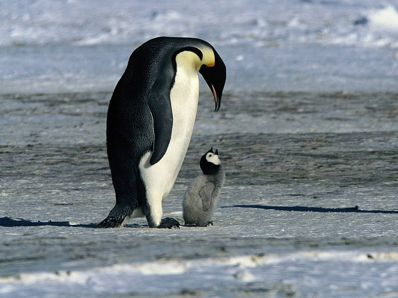 I`m still here mother!, little babies, snow, animal, penguin, HD wallpaper