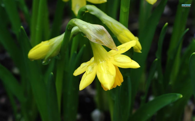 Yellow Daffodils, yellow, leaves, green, daffodils, HD wallpaper