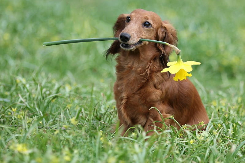 Dachshund with daffodil, flower, daffodil, dachshund, wiener, HD wallpaper