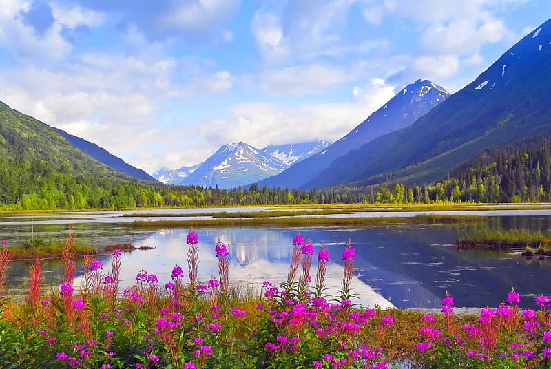 Wildflowers At Lake Tern, Alaska, forest, Kenai Peninsula, springtime, bonito, clouds, lake, mountains, flowers, snowy peaks, HD wallpaper