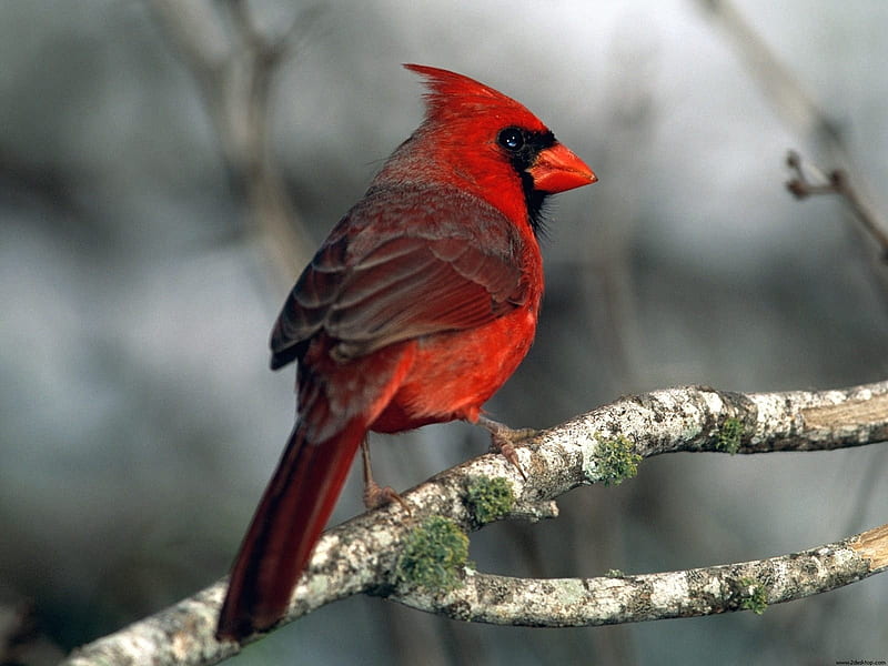Cardinal-Animal World Series, HD wallpaper