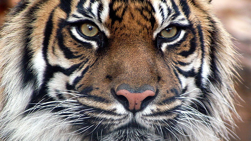 HD wallpaper tiger king king forest banglar bagh tiger cat royal bengal angry wild animals