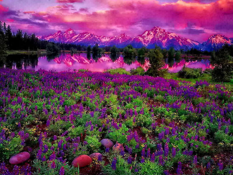 Sunset colors, colorful, sunset, clouds, mountain, sundown, peaks, flowers, river, reflection, pink, mountainscape, colors, sky, lake, water, purple, summer, nature, meadow, field, HD wallpaper