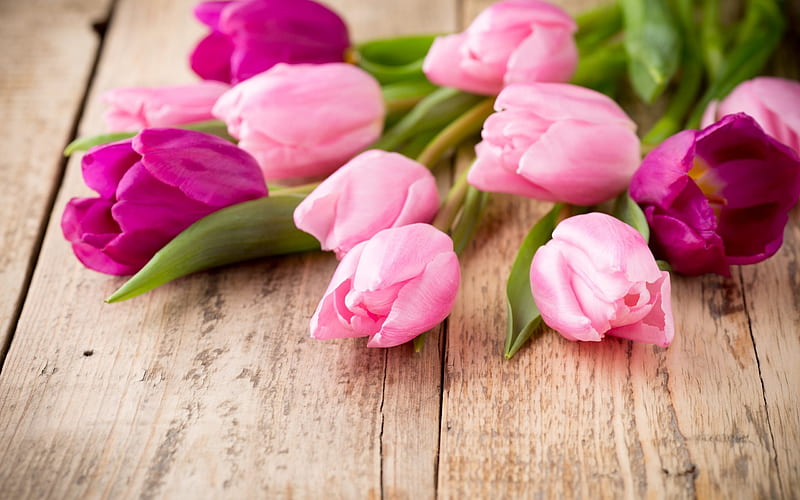 Pink tulips, spring flowers, tulips bouquet, purple tulips, HD wallpaper