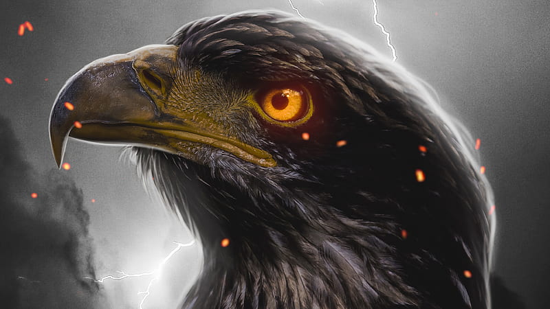 Eagle Orange Eye , eagle, birds, HD wallpaper