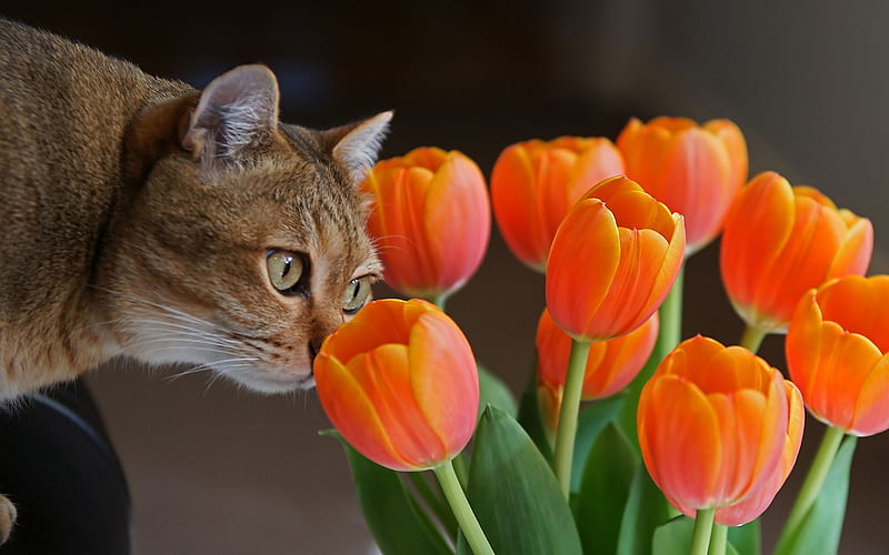 A Nice Touch, smelling, orange, sniffing, bonito, tulips, cat, kitten, sweet, HD wallpaper