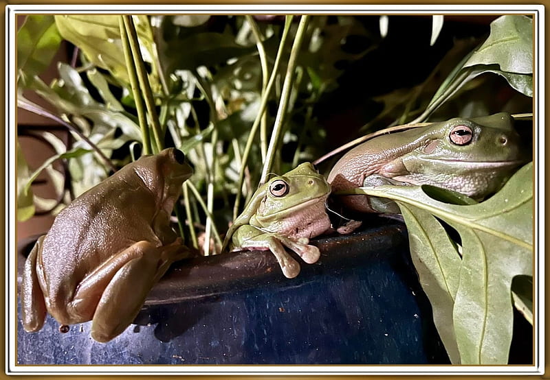 FROGGIES ON A POT, NATURE, FROGS, THREE, HD wallpaper | Peakpx