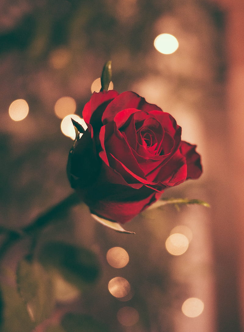 focused of a red rose, HD phone wallpaper