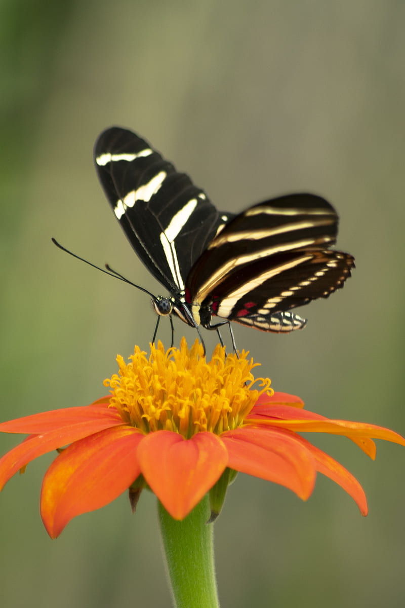 selective focus graphy of black butterfly on orange flower, HD phone wallpaper