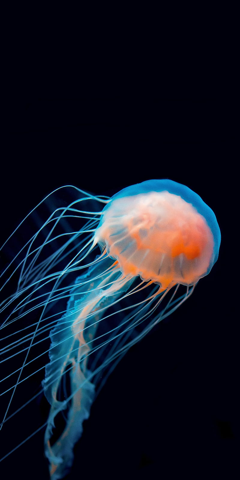 jellyfish, underwater world, tentacle, dark, HD phone wallpaper
