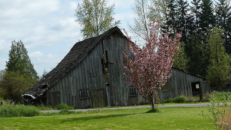 Spring Barn, grass, flowering plum, farming, firefox persona, spring, trees, sky, farm, pacific northwest, summer, field, HD wallpaper