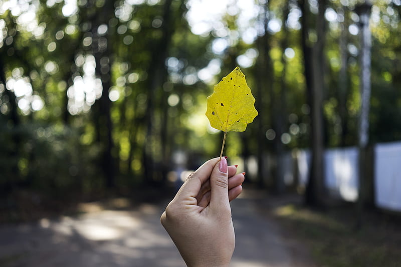 Close-Up of Person Holding Leaf, HD wallpaper