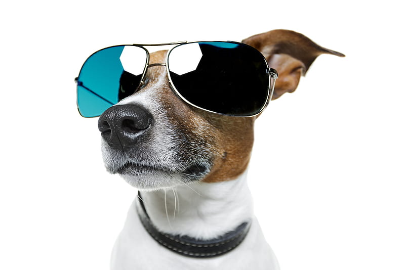 Funny dog, sunglasses, jack russell terrier, caine, funny, white, dog, animal, blue, HD wallpaper