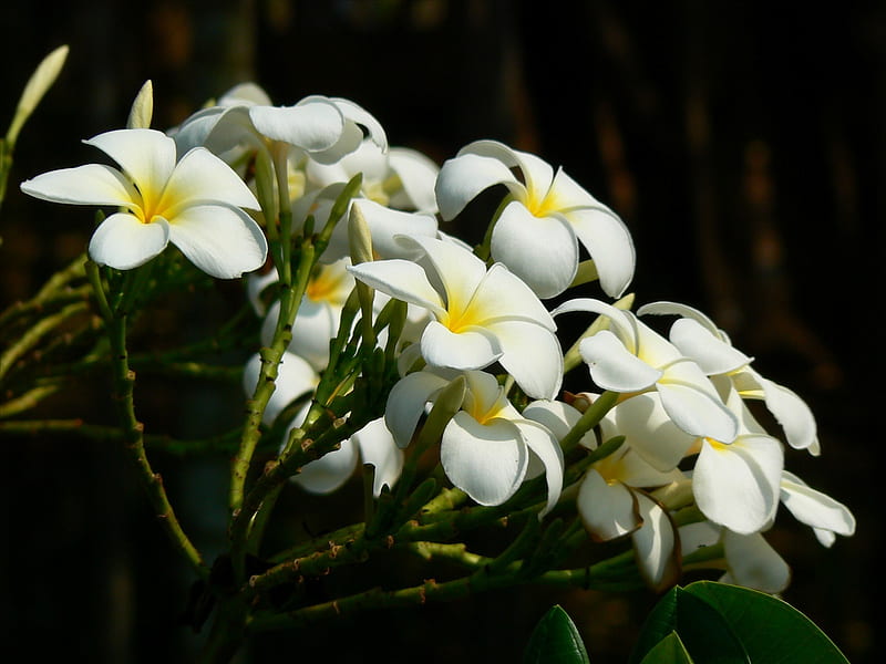 Flor-de-lence, detail, kamboja, flowers, color, nature, white, HD wallpaper  | Peakpx