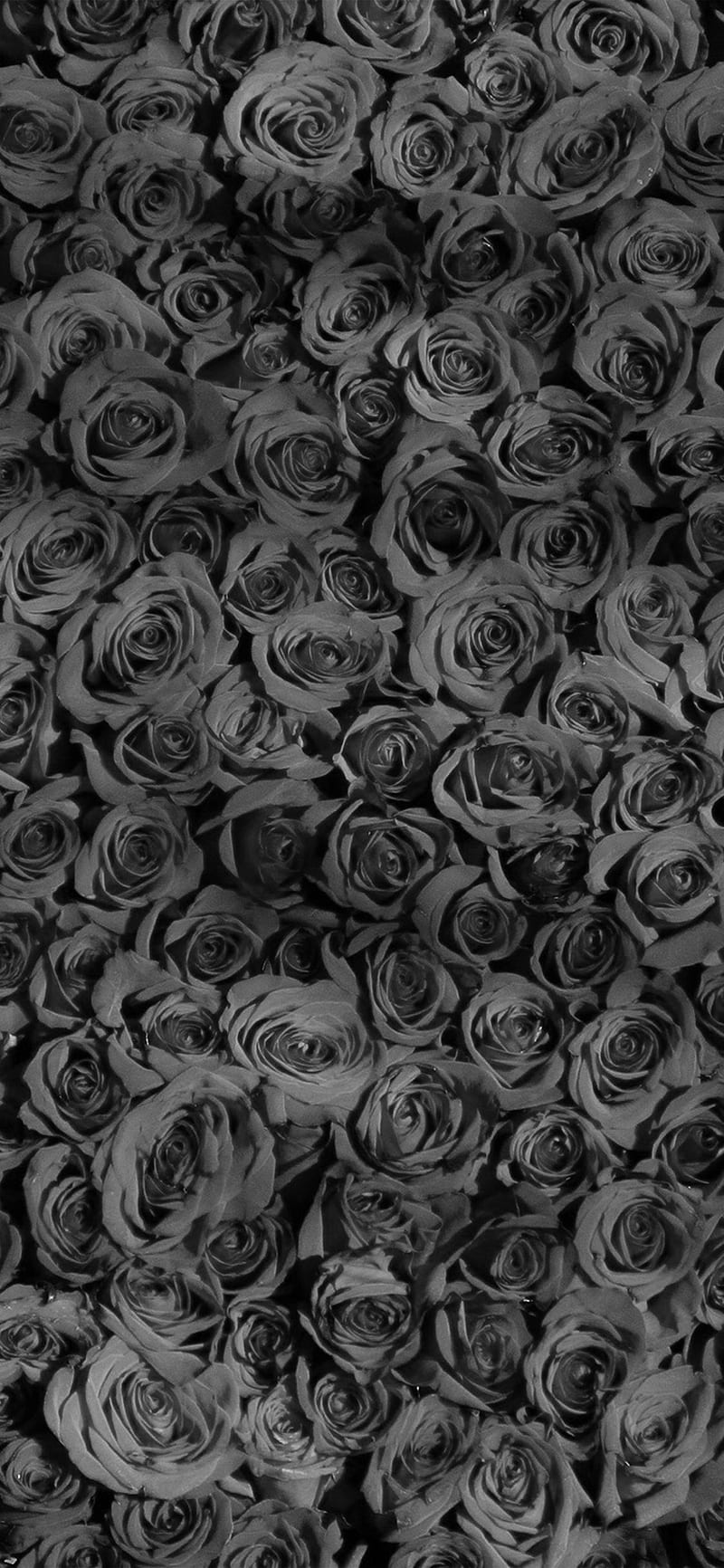 Rosas emo negras, Fondo de pantalla de teléfono HD | Peakpx