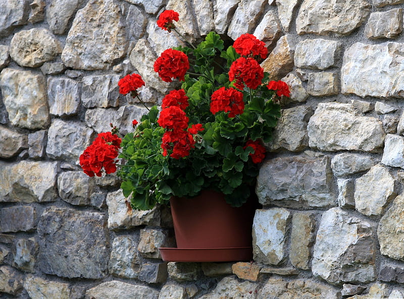Potted Geraniums in Granite Wall, geraniums, gray, bonito, ramo, leaves, nice, stones, green, granite, flowers, beauty, amazing, wall, roses, bossom, leaf, parallelepipeds, cool, awesome, nature, potted, HD wallpaper