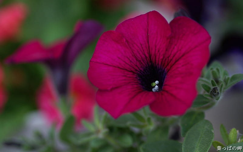 Red morning glory- Flowers graphy, HD wallpaper
