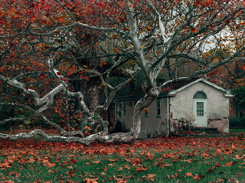 Abandoned House, Autumn Ultra, Seasons, Autumn, Nature, Landscape, Scenery, Fall, foliage, que, Nikon D800, Nikkor 24-70mm f/2.8, Peak Fall, Valley Forge, HD wallpaper